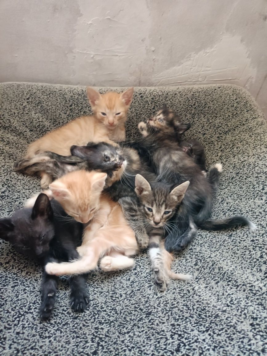 Отдам котят в добрые руки