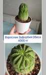 Эуфорбия суккуленты комнатные цветы