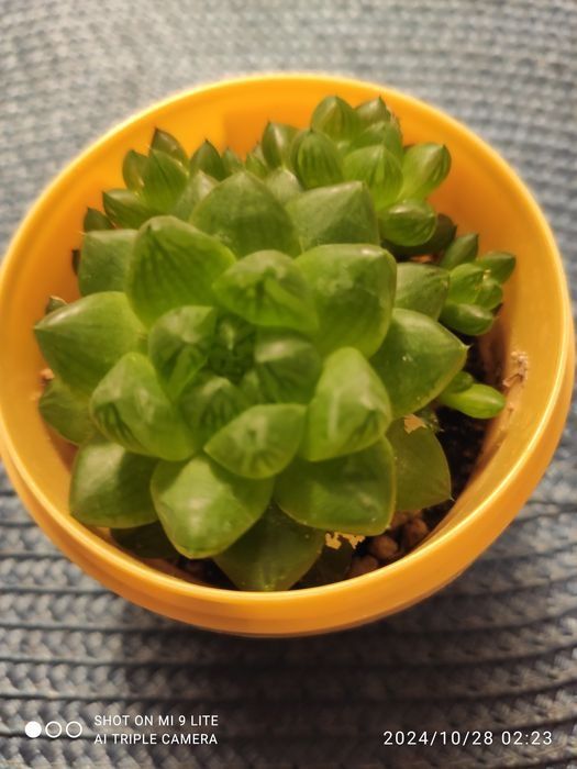 Продам суккуленты(укоренённые отростки)