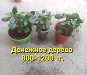 Распродажа!!! Комнатные растения разные