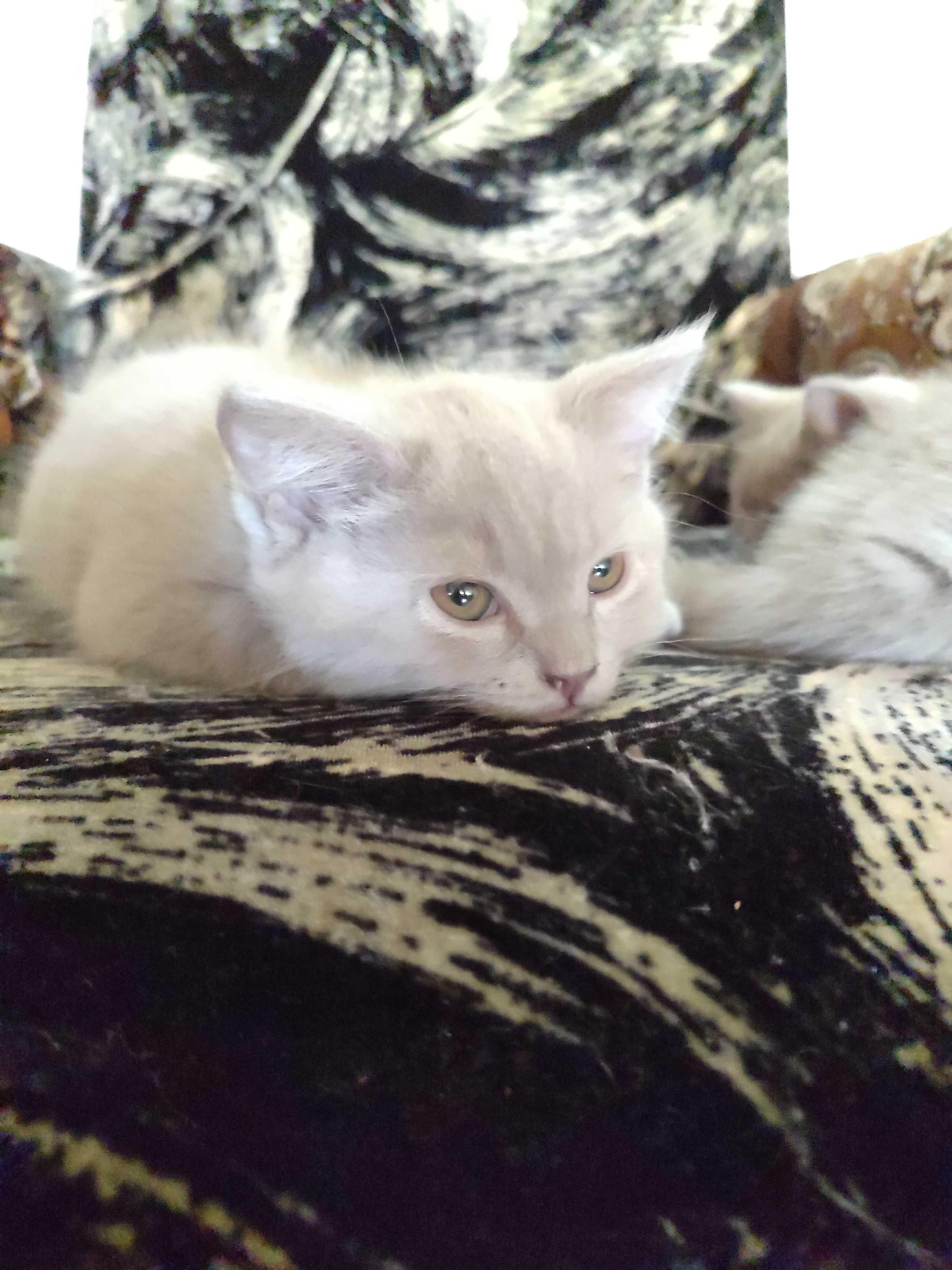 Котята, британцы