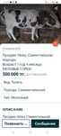 Продам телку Сементальной