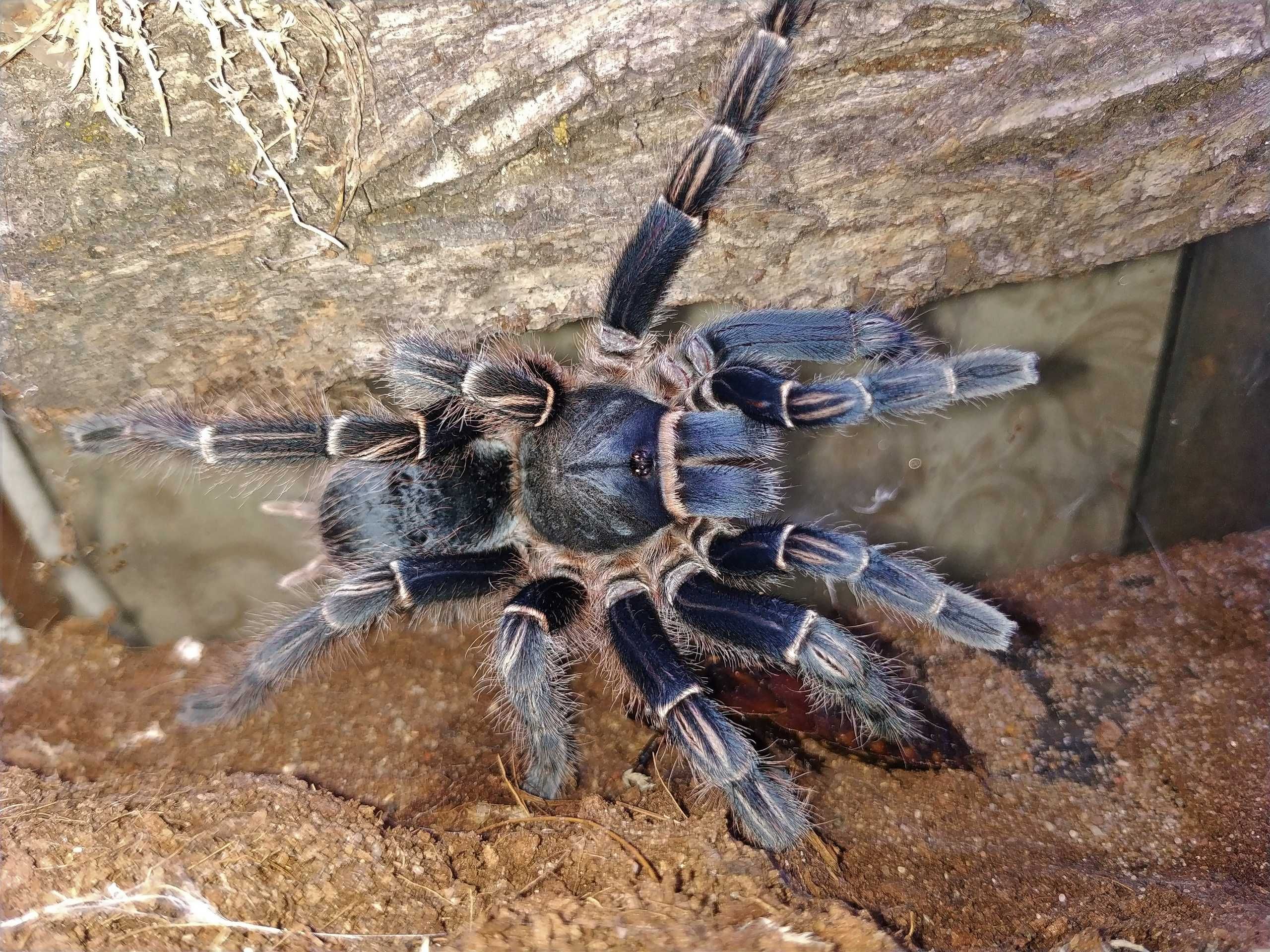 Aphonopelma seemanni (blue form) \ Паук-птицеед (Самка)