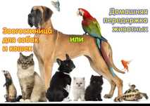 Передержка животных.