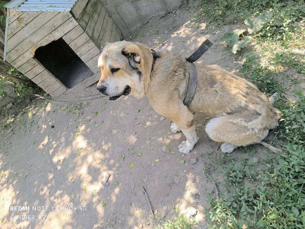 Супер тяж готовый боец