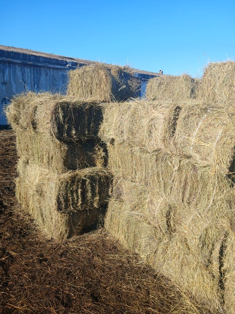 Продам сено в тюках житняк с доставкой . Летнии покос сено зеленное
