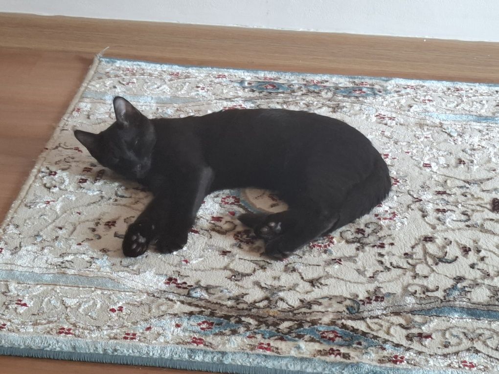 Молодой кот ищет дом