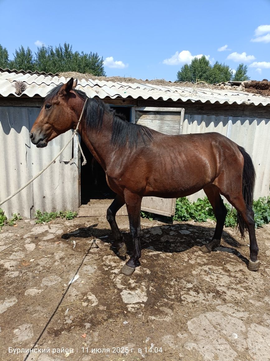 Продам жеребца, 2 года
