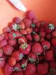 Продам клубнику или обмен