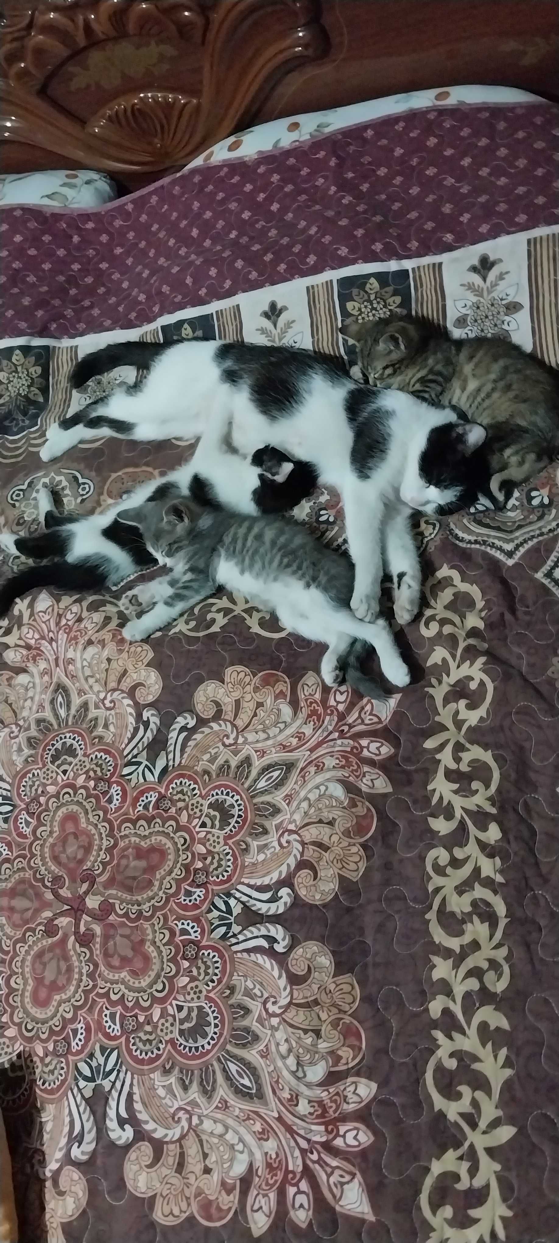 Отдам  в добрые руки котят