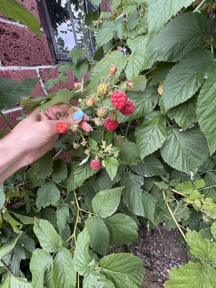 Срочно продам дачу