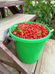 Продам красную смородину