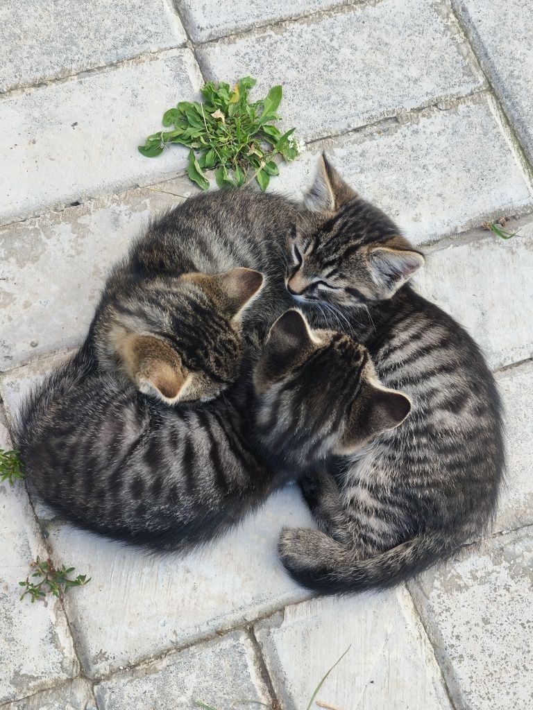 Котята ищут заботливых хозяев!