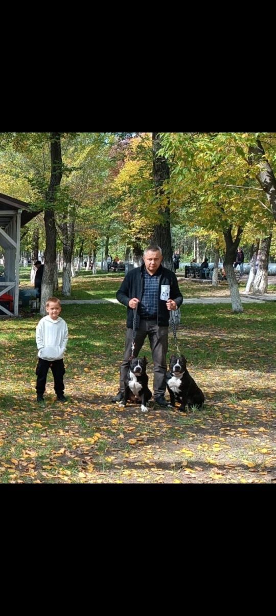На вязку два развязанных кобеля Американского Стафордширского Терьера