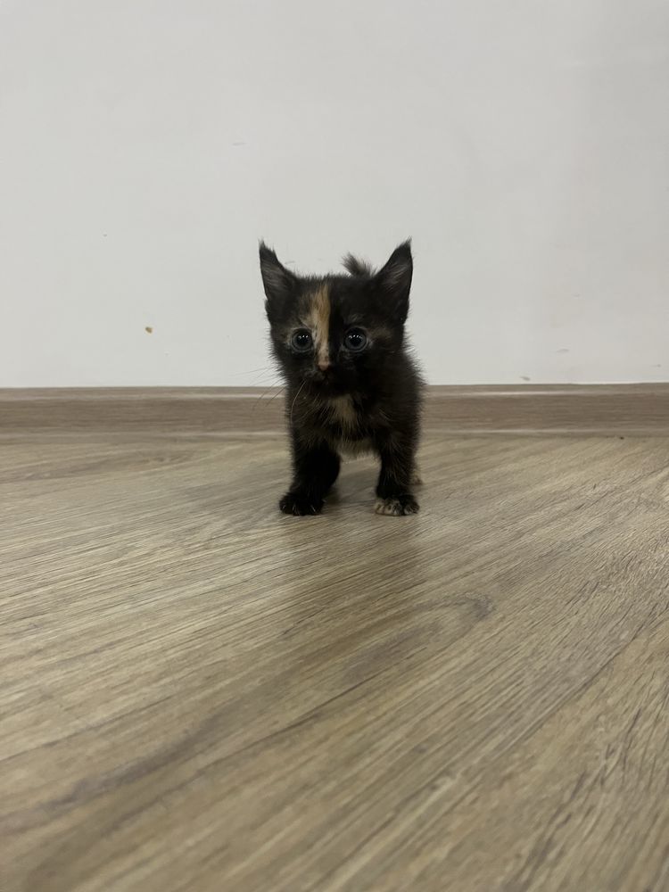 котята ищут дом!