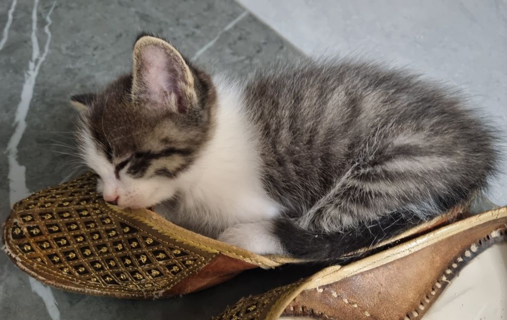 котят в добрые руки