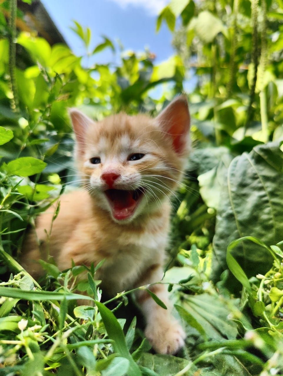 Отдам котят в добрые ,любящие руки.