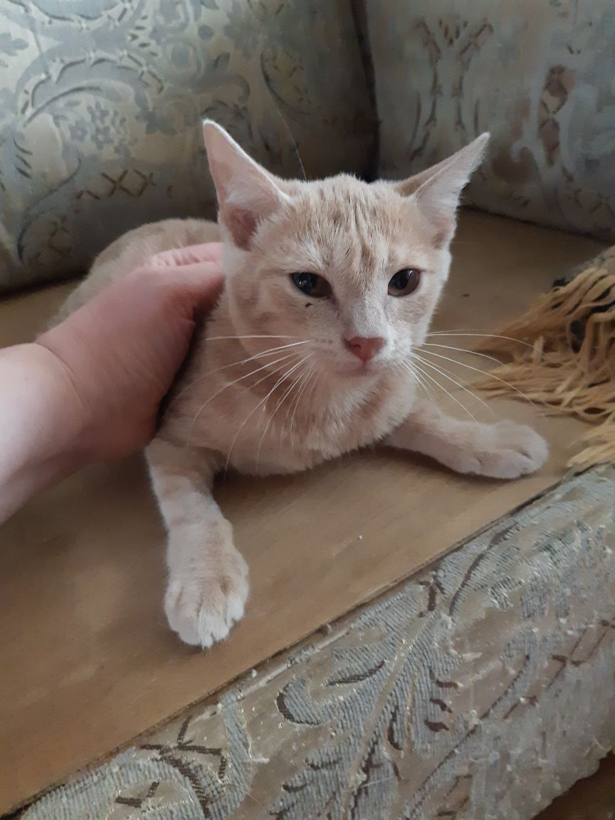 Котята  в добрые руки!