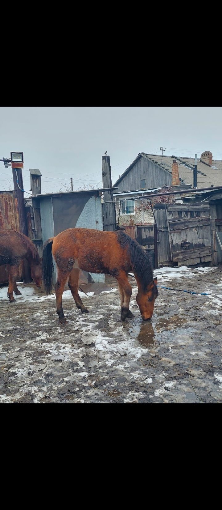 Продам лошадей .