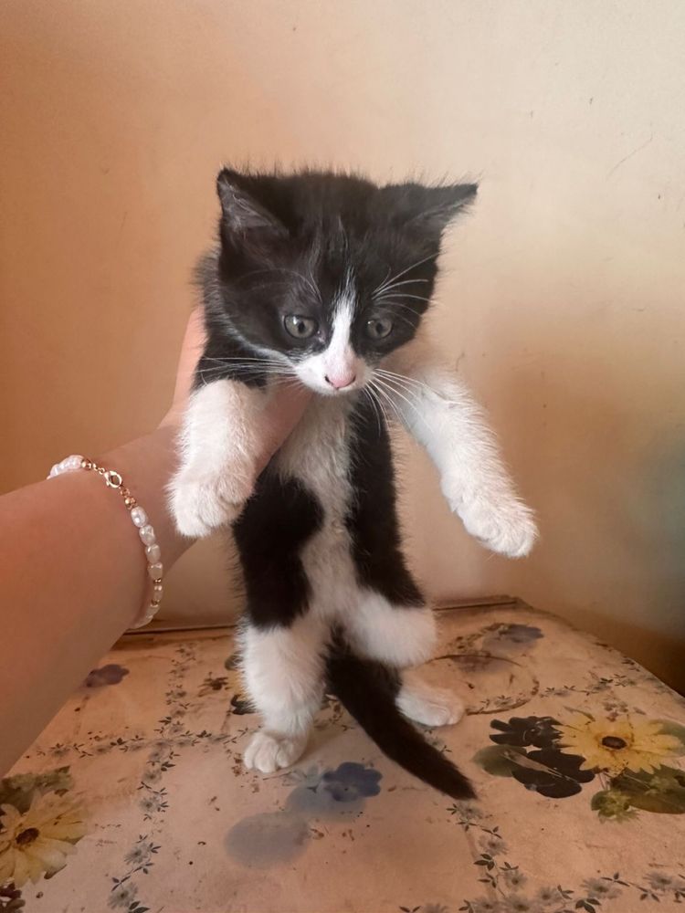 Отдам котят в добрые руки