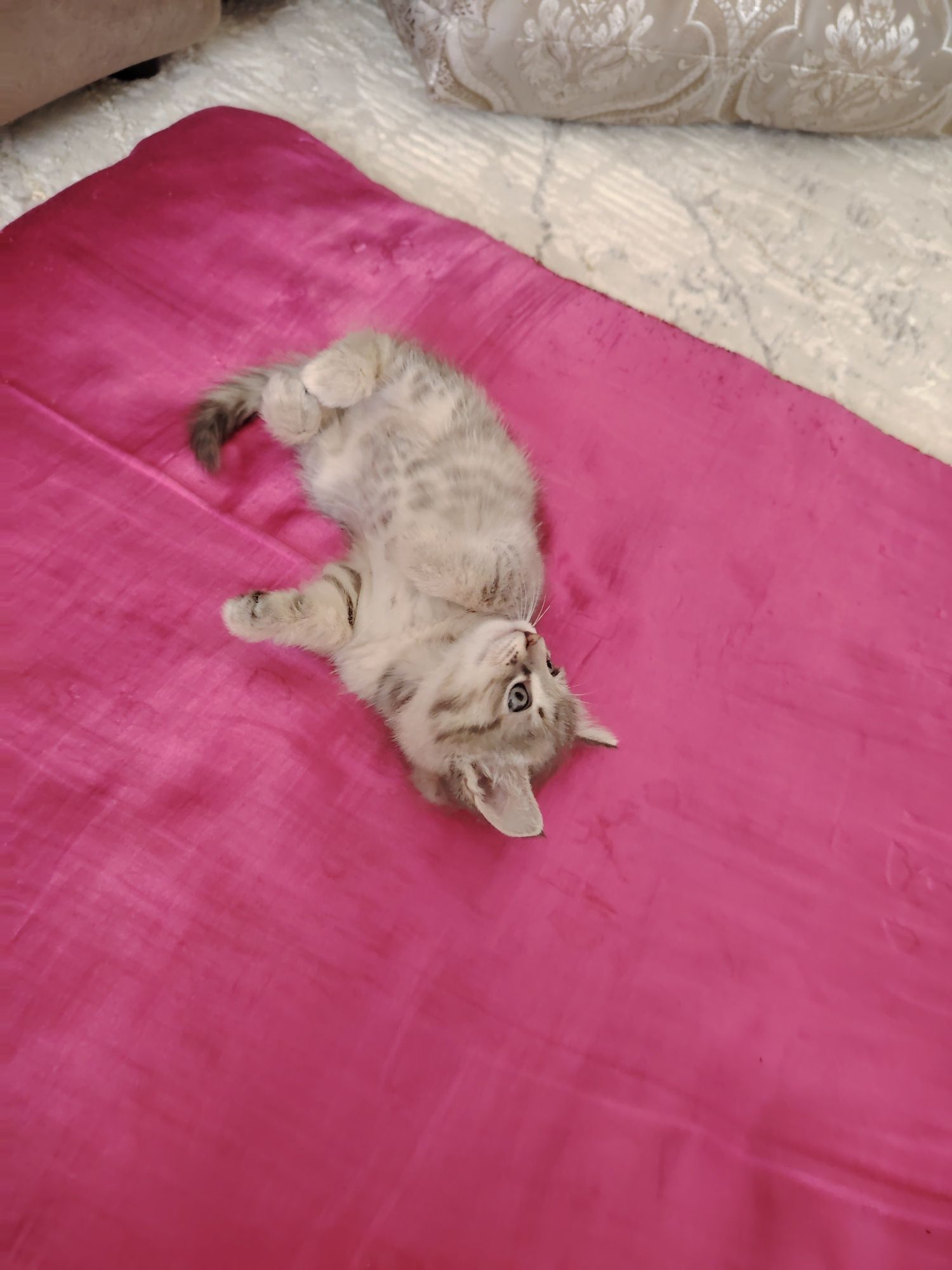 Отдам котенка даром