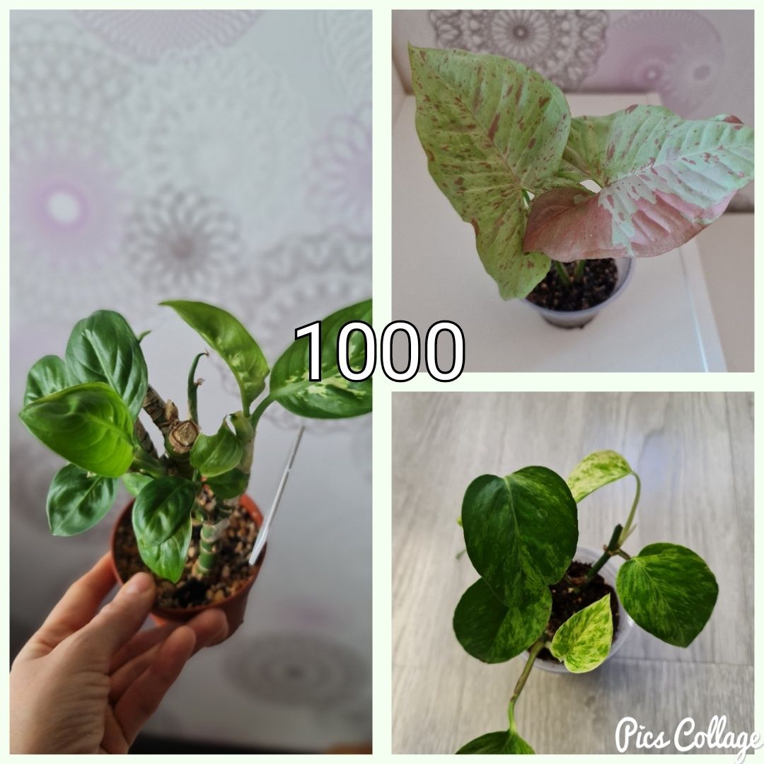 Продам комнатные растения