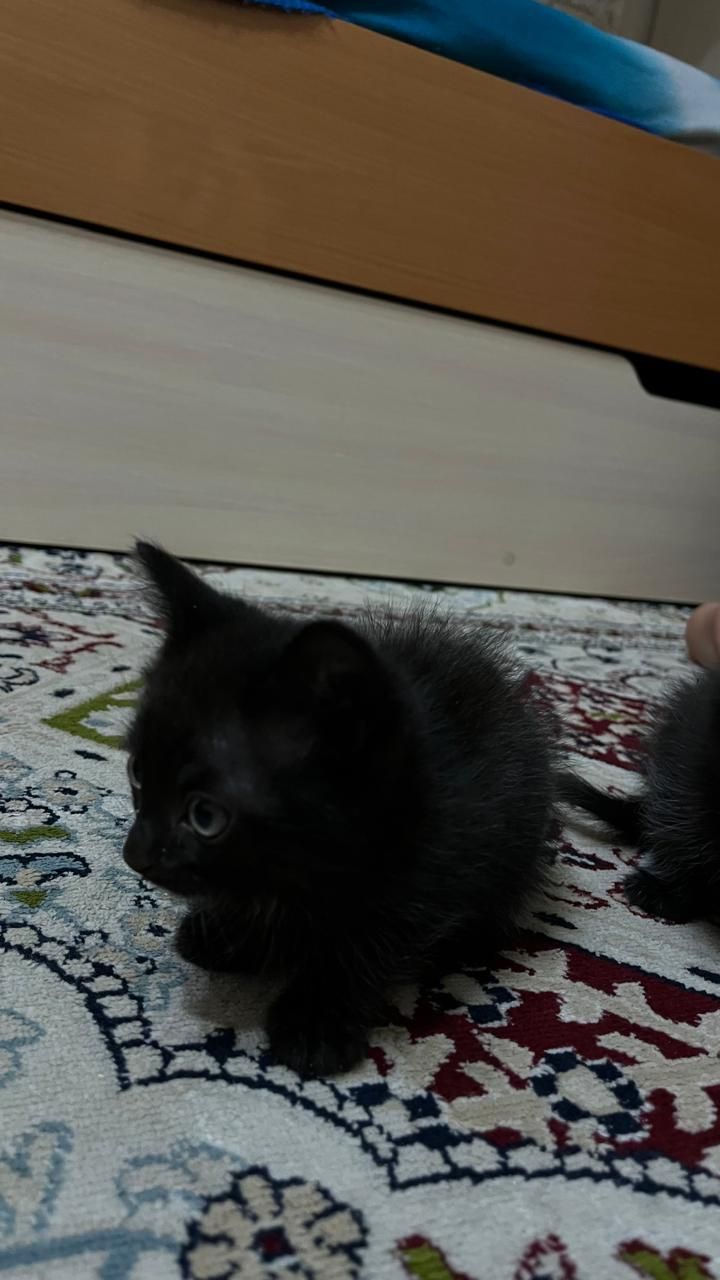 Отдам котят в добрые руки