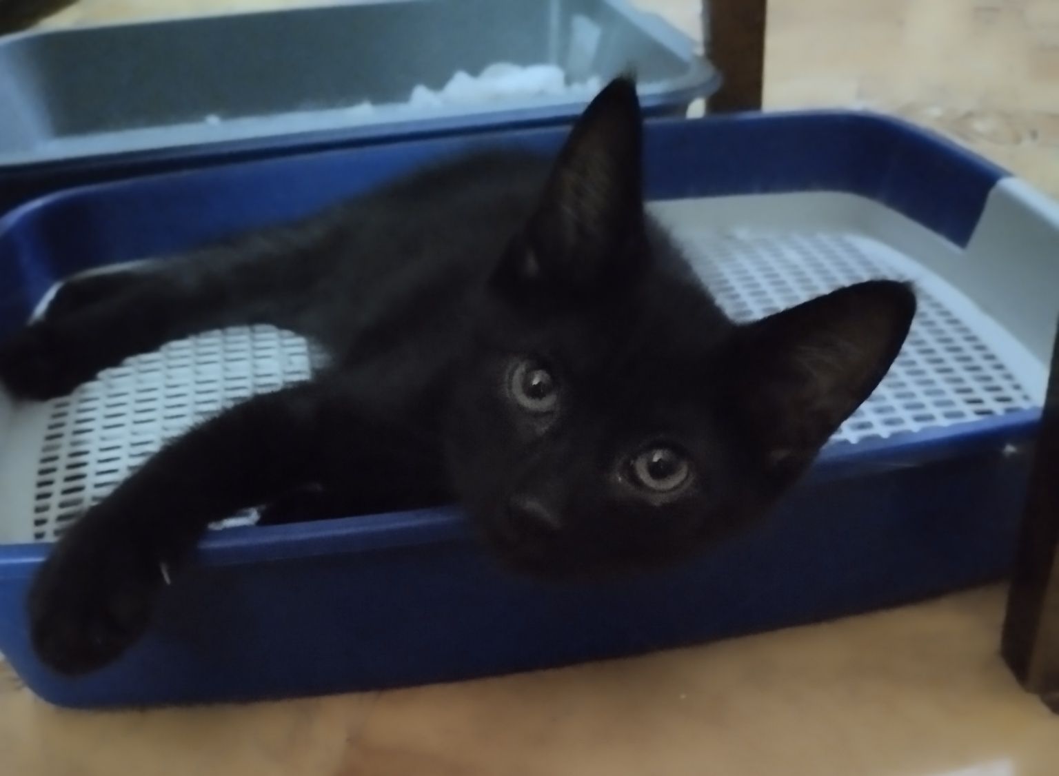 Котенок чисто черного окраса