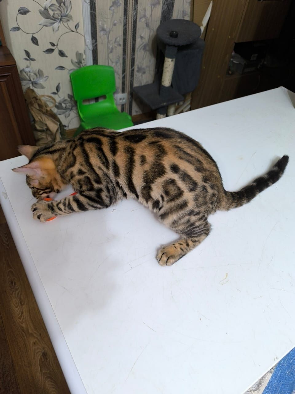 Бенгальские котята