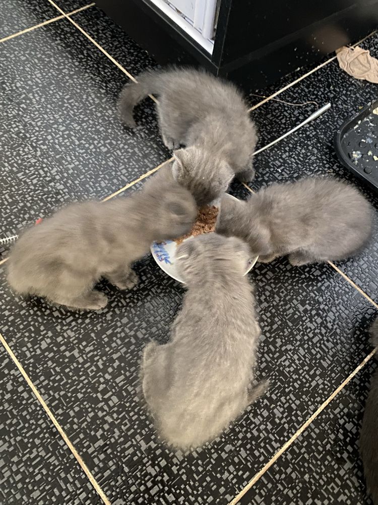 Продаются породистые шотланские котята