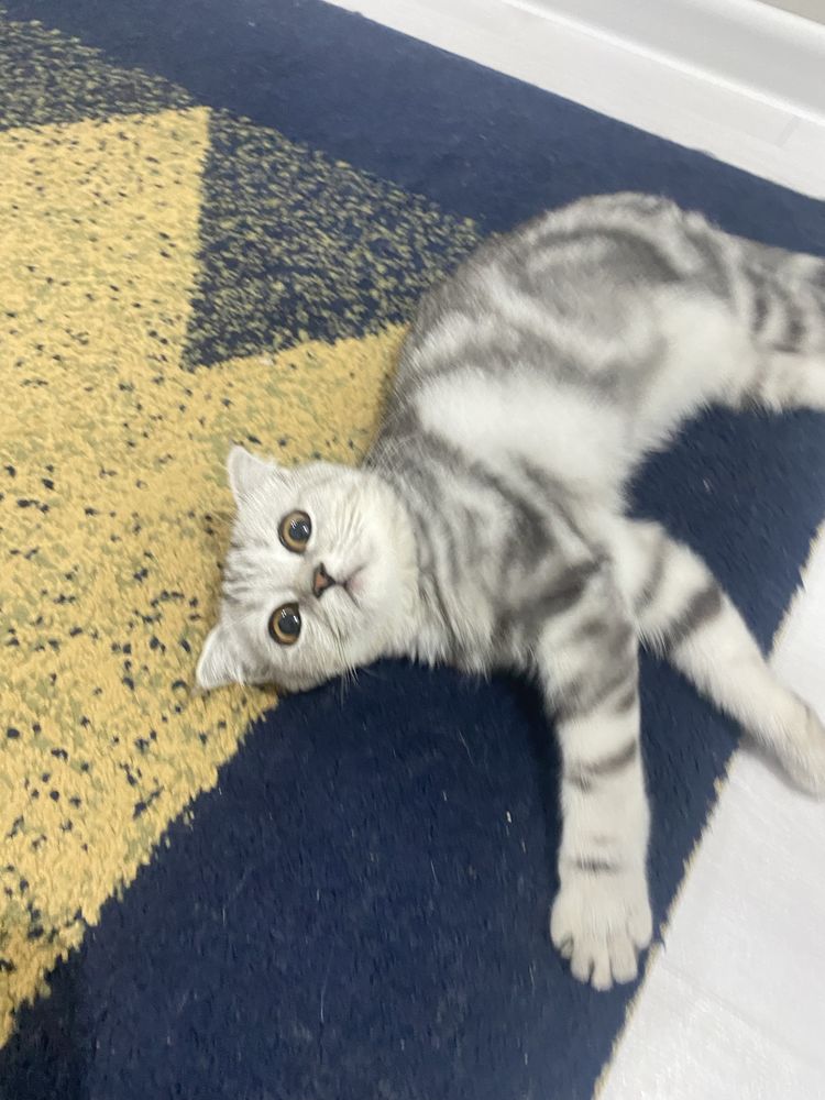 Продам шотландского висловухого котенка.