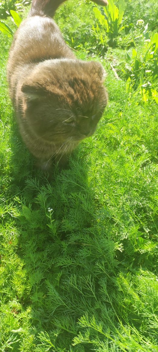 Кот найдёныш в добрые руки
