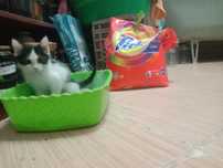 Котёнок  домашний ласковый мысык