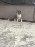 Котенок полупородистый