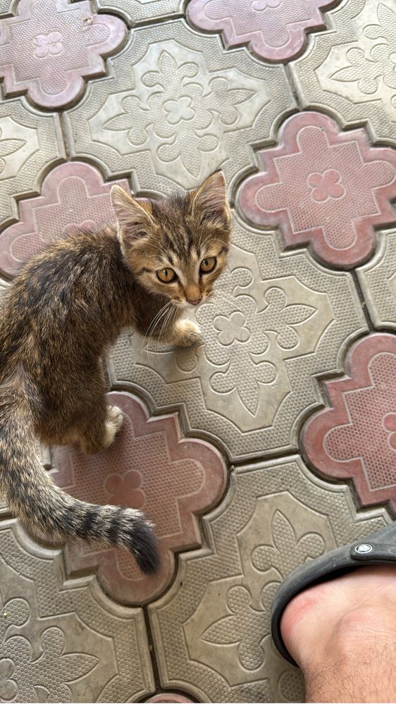 Отдам котенка в добрые руки
