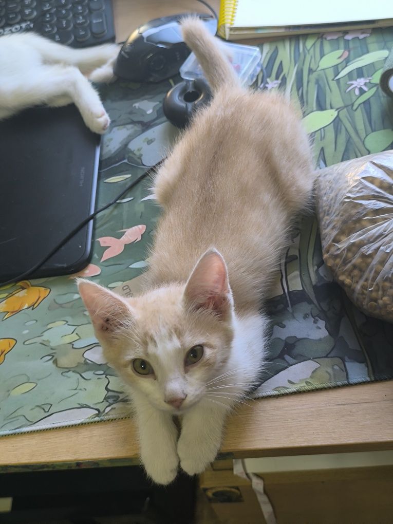 Ищет дом чудный котенок