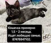 Отдам котёнка в добрые руки.