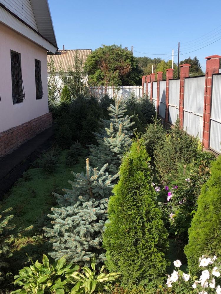 Продажа туй, елок, сосен и др.