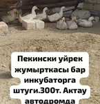 Пекинский үйрек жұмыртқасы сатылады