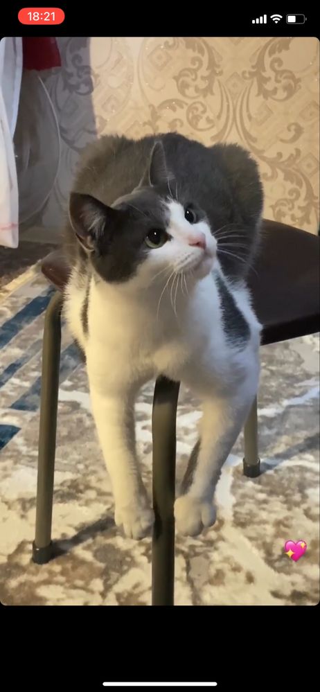 Отдам кота в хорошие руки