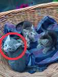 Хорошенькая кошечка ищет дом