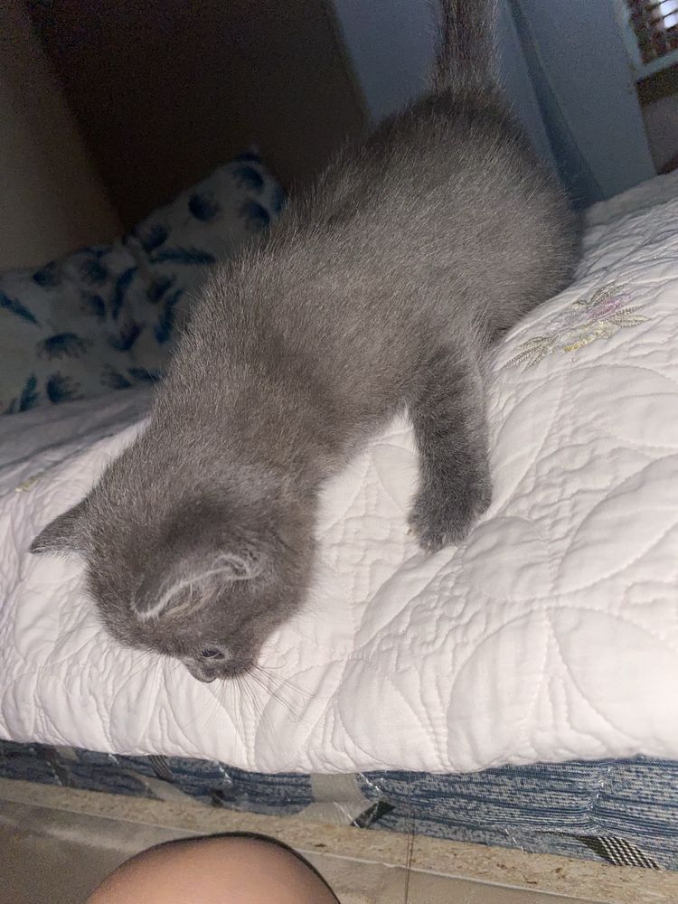 Котик, 2 месяца. Пол не знаем