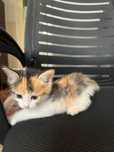 Котенок милашка девачка