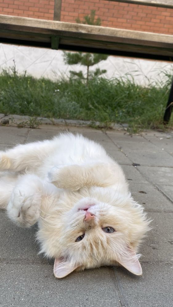 Кот в поисках дома