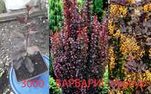 Цветы  разные  цветы