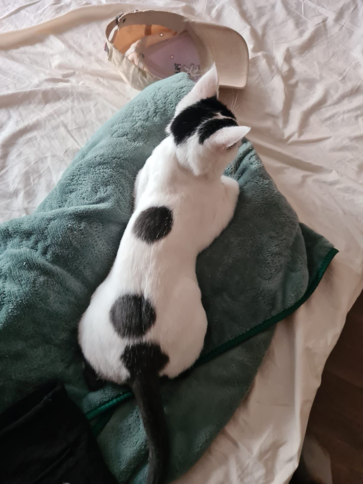 Кошечка Бэллочка