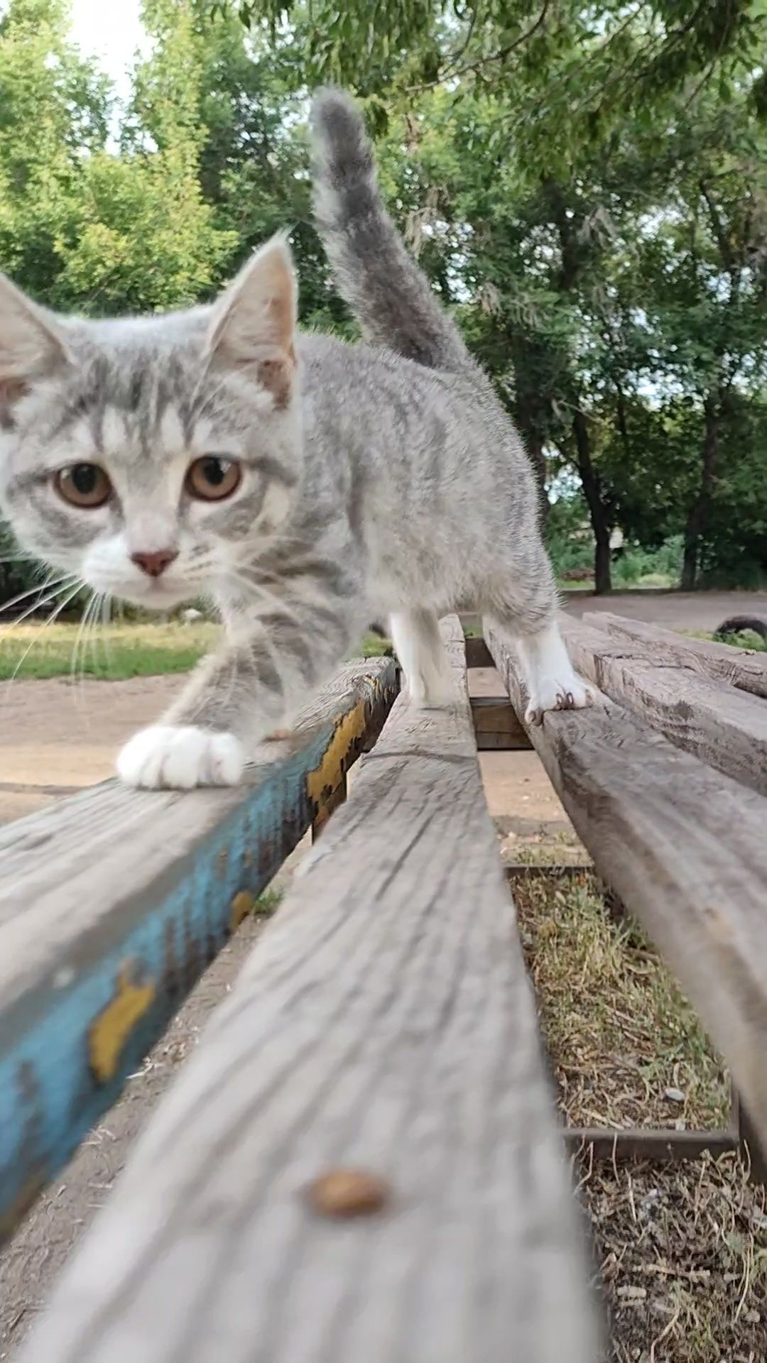 Котенок, 4 месяца, стерилизуем