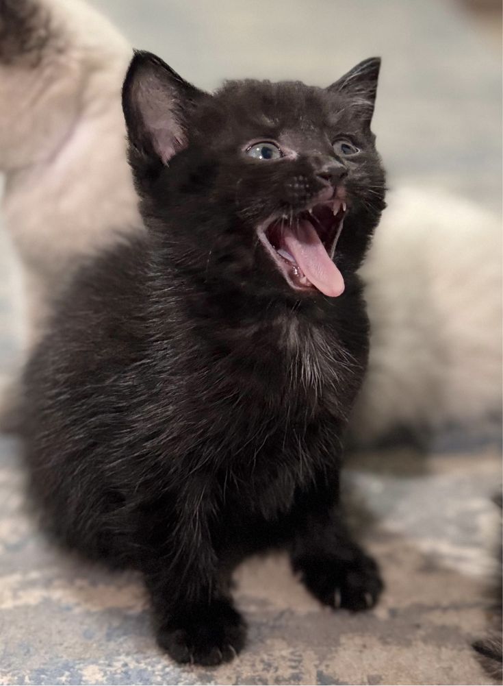 Отдам котят в добрые руки!