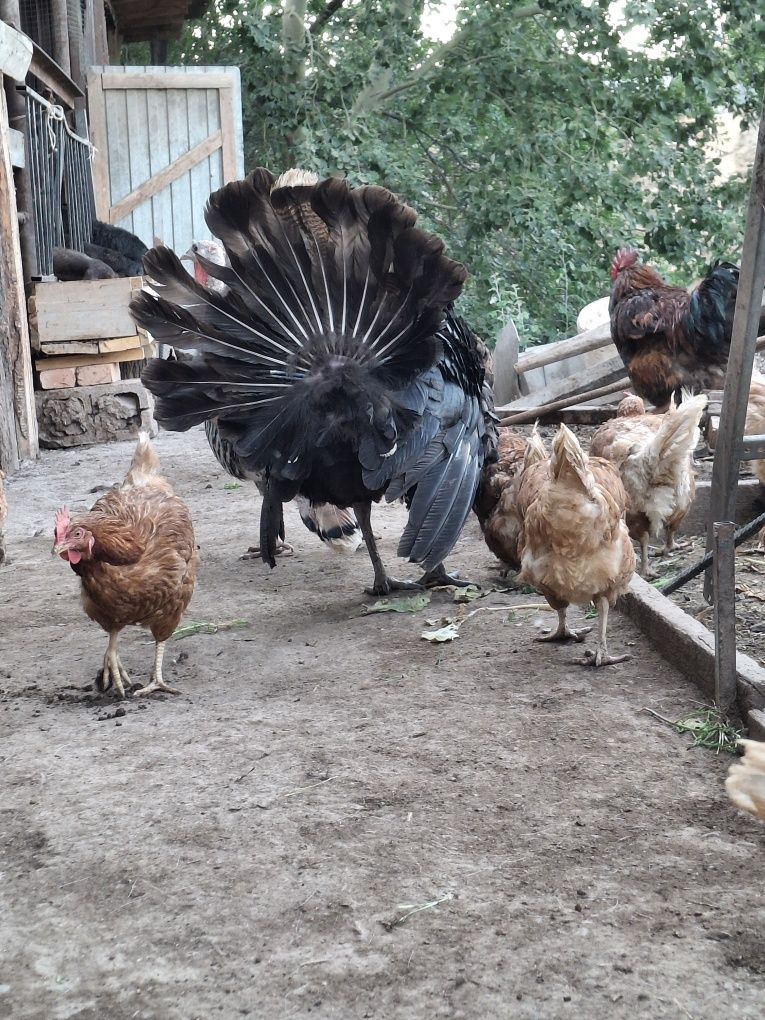 Продам индюков не старые