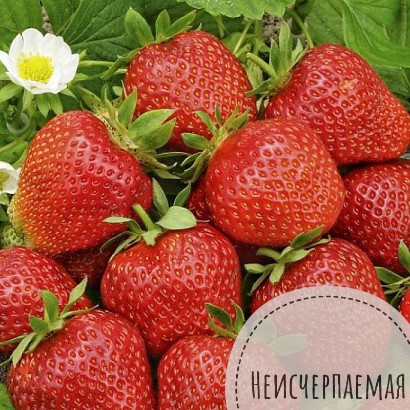Клубника саженцы клубники